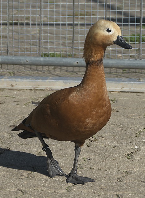 延误更